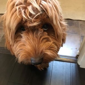 Meet your Posher, Kendall